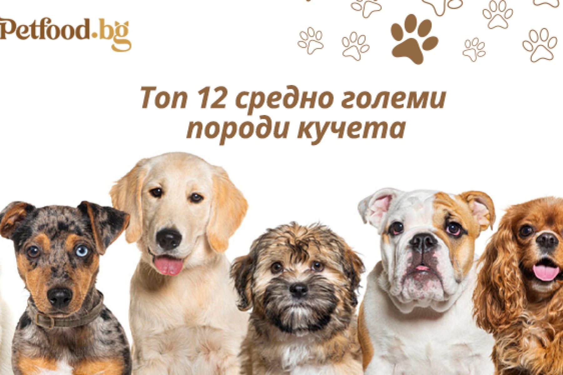Топ 12 средно големи породи кучета