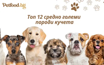 Топ 12 средно големи породи кучета