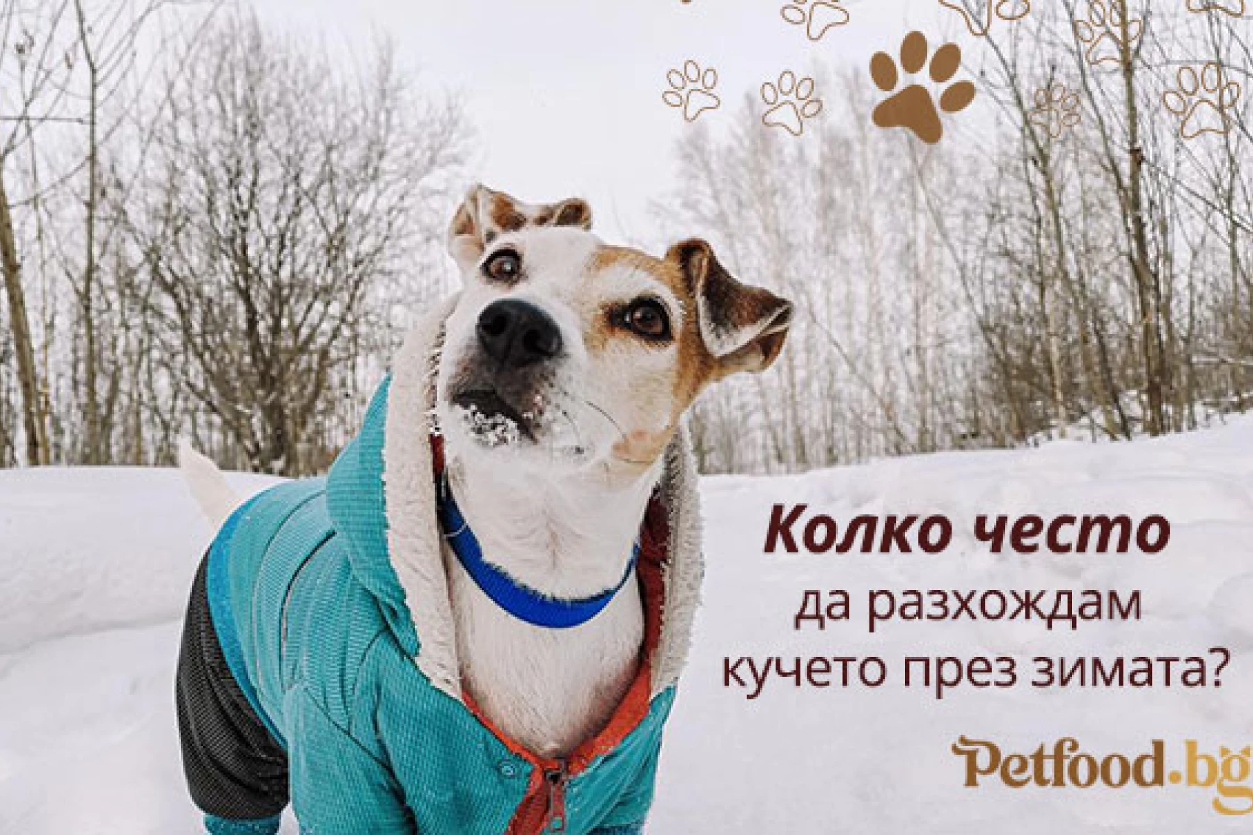Колко често да разхождам кучето през зимата?