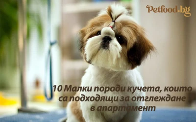 10 Малки породи кучета, които са подходящи за отглеждане в апартамент