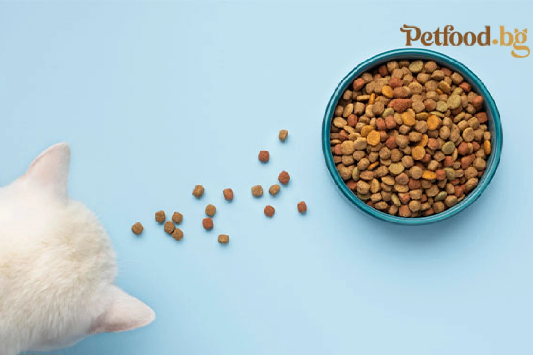 Grain-free храни за котки – подходящи ли са за всяка котка?