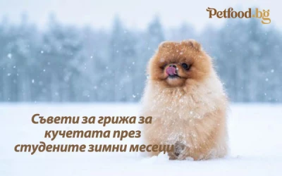Съвети за грижа за кучетата през студените зимни месеци
