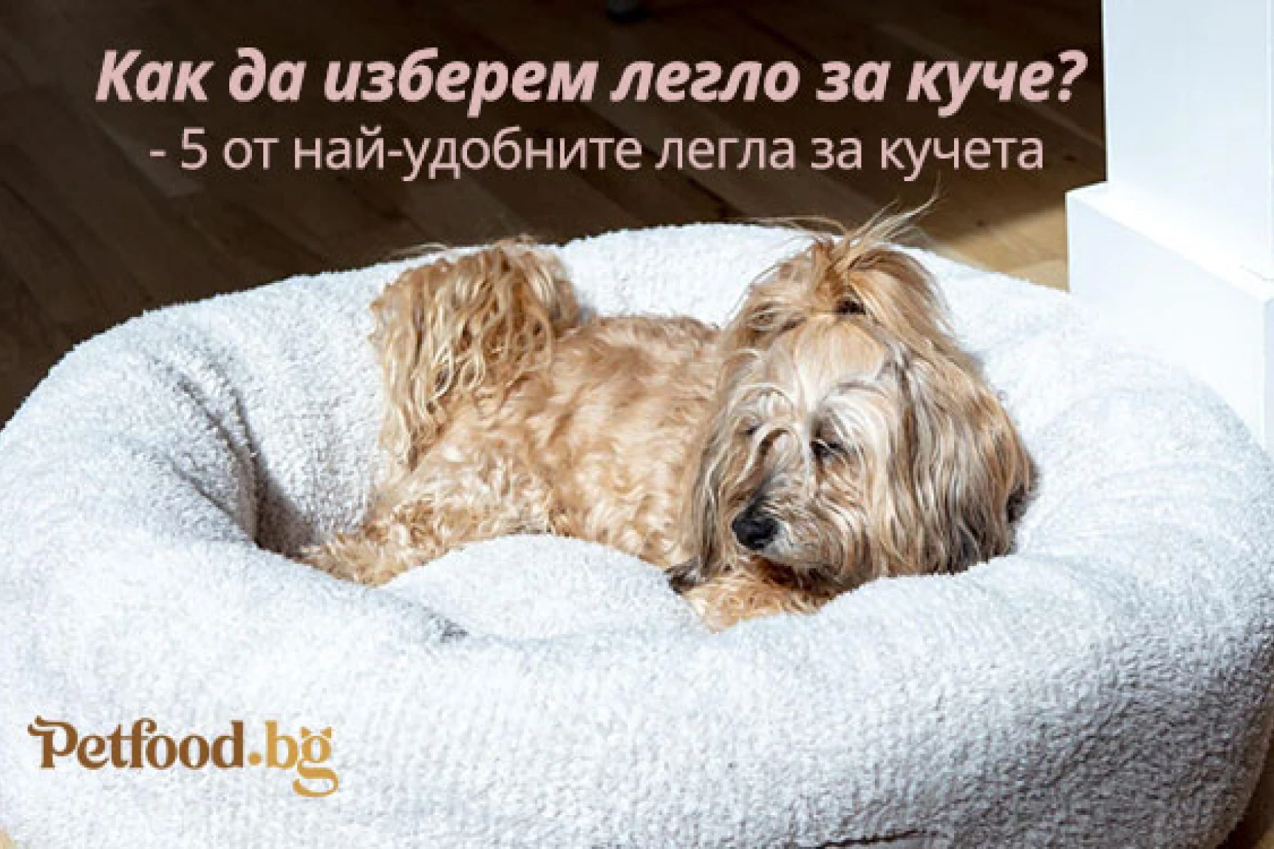 Как да изберем легло за куче? - 5 от най-удобните легла за кучета
