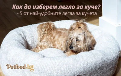 Как да изберем легло за куче? - 5 от най-удобните легла за кучета