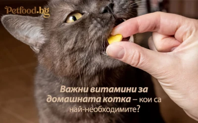 Важни витамини за домашната котка – кои са най-необходимите?