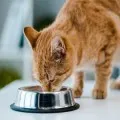 Евтина храна за котки