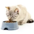 Суха храна за котки