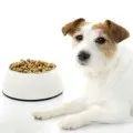 Суха храна за кучета