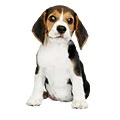 Храна за подрастващи кученца - puppy