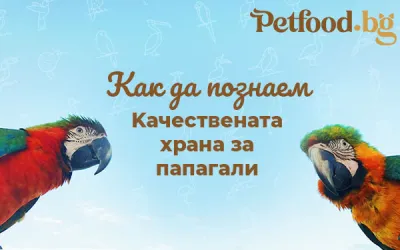 Какви видове храна за папагали има и как да разпознаваме качествените