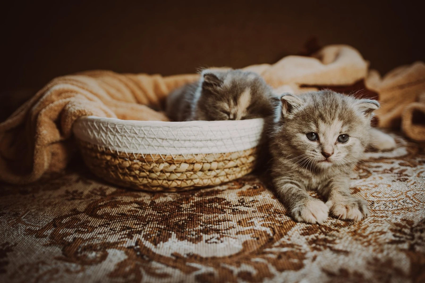 Малко коте у дома - подготовка, грижи и хранене