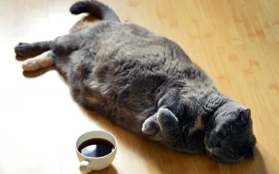 Кастрирани котки