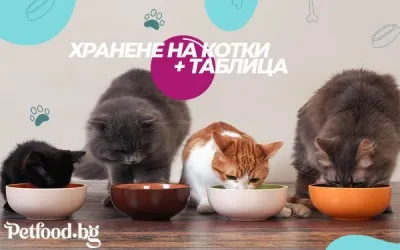 Таблица за хранене на котки, информация спрямо тегло и възраст