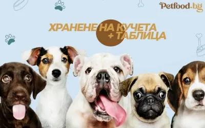 Таблица за хранене на кучета, норми и как да храним правилно домашния си любимец