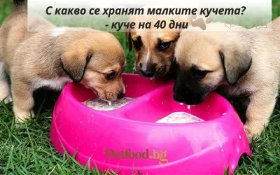 С какво се хранят малките кучета? - куче на 40 дни