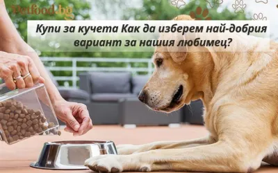 Купи за кучета - как да изберем най-добрия вариант за нашия любимец?